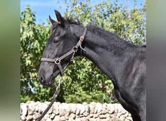 Menorquín, Semental, 1 año, 162 cm, Negro