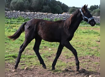 Menorquín, Semental, 1 año, 162 cm, Negro