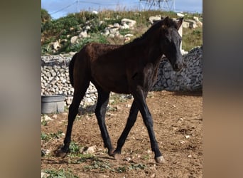 Menorquín, Semental, 1 año, 162 cm, Negro