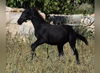 Menorquín, Semental, 1 año, 162 cm, Negro