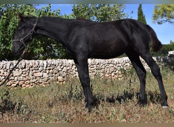 Menorquín, Semental, 1 año, 162 cm, Negro