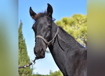 Menorquín, Semental, 1 año, 162 cm, Negro