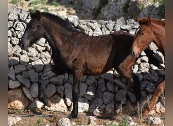 Menorquín, Semental, 1 año, 162 cm, Negro