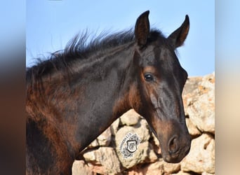 Menorquín, Semental, 1 año, 162 cm, Negro