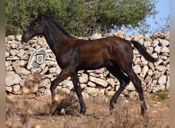 Menorquín, Semental, 1 año, 162 cm, Negro