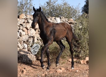 Menorquín, Semental, 1 año, 162 cm, Negro