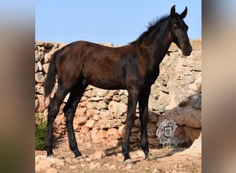 Menorquín, Semental, 1 año, 162 cm, Negro