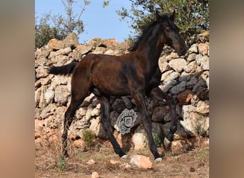 Menorquín, Semental, 1 año, 162 cm, Negro