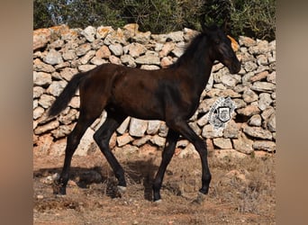 Menorquín, Semental, 1 año, 162 cm, Negro