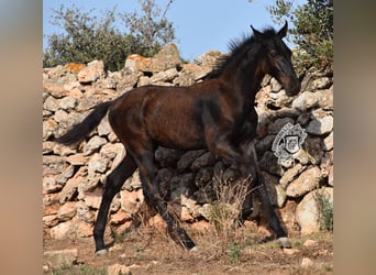 Menorquín, Semental, 1 año, 162 cm, Negro