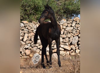 Menorquín, Semental, 1 año, 162 cm, Negro