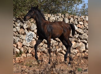 Menorquín, Semental, 1 año, 162 cm, Negro