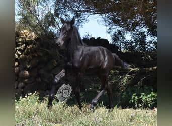 Menorquín, Semental, 1 año, 162 cm, Negro