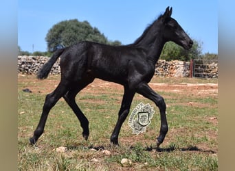 Menorquín, Semental, 1 año, 162 cm, Negro