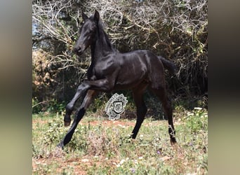 Menorquín, Semental, 1 año, 162 cm, Negro