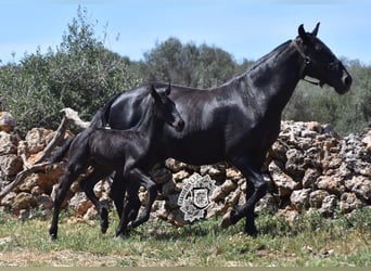 Menorquín, Semental, 1 año, 162 cm, Negro