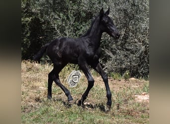 Menorquín, Semental, 1 año, 162 cm, Negro