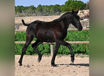 Menorquín, Semental, 1 año, 163 cm, Negro