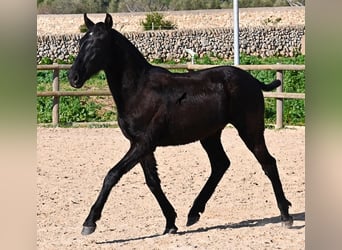 Menorquín, Semental, 1 año, 163 cm, Negro