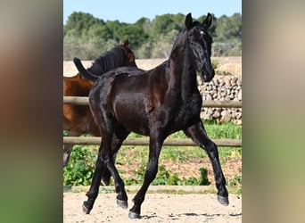 Menorquín, Semental, 1 año, 163 cm, Negro