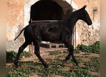 Menorquín, Semental, 1 año, 164 cm, Negro