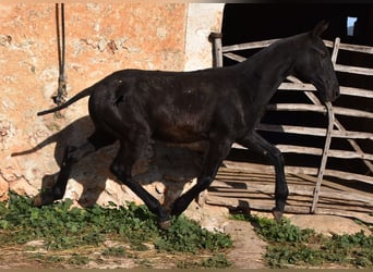 Menorquín, Semental, 1 año, 164 cm, Negro