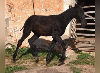 Menorquín, Semental, 1 año, 164 cm, Negro