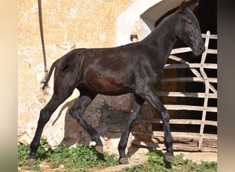 Menorquín, Semental, 1 año, 164 cm, Negro