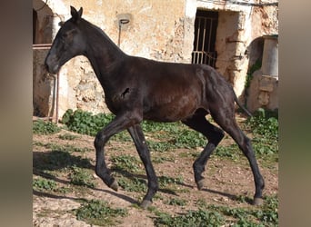 Menorquín, Semental, 1 año, 164 cm, Negro