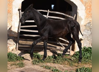 Menorquín, Semental, 1 año, 164 cm, Negro