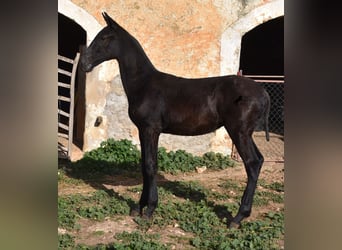 Menorquín, Semental, 1 año, 164 cm, Negro