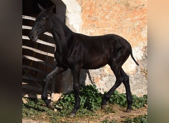 Menorquín, Semental, 1 año, 164 cm, Negro