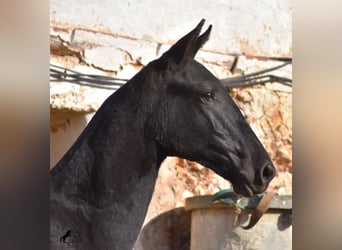 Menorquín, Semental, 1 año, 164 cm, Negro