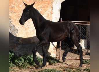 Menorquín, Semental, 1 año, 164 cm, Negro