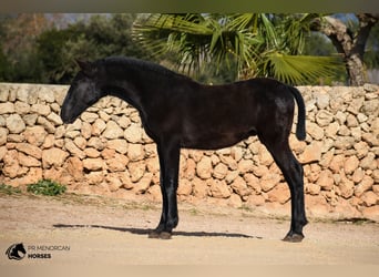 Menorquín, Semental, 1 año, 165 cm, Negro