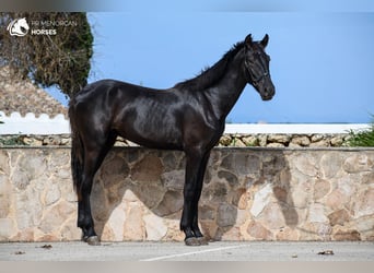 Menorquín, Semental, 1 año, 165 cm, Negro