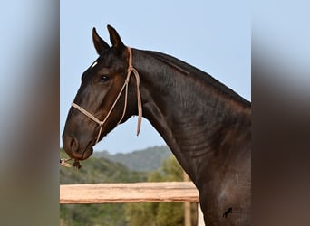 Menorquín, Semental, 1 año, 165 cm, Negro