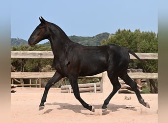 Menorquín, Semental, 1 año, 165 cm, Negro