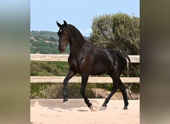 Menorquín, Semental, 1 año, 165 cm, Negro