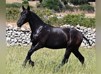 Menorquín, Semental, 1 año, 165 cm, Negro