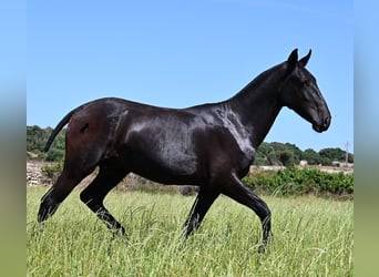 Menorquín, Semental, 1 año, 165 cm, Negro