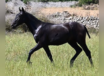 Menorquín, Semental, 1 año, 165 cm, Negro