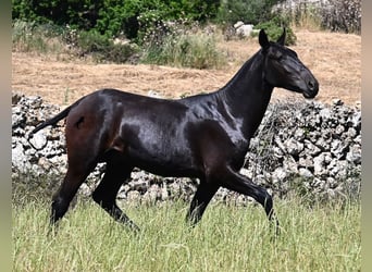 Menorquín, Semental, 1 año, 165 cm, Negro