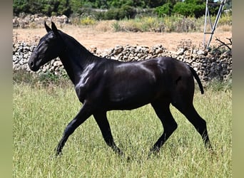 Menorquín, Semental, 1 año, 165 cm, Negro