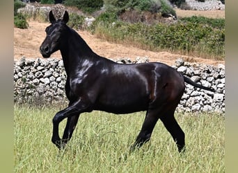 Menorquín, Semental, 1 año, 165 cm, Negro