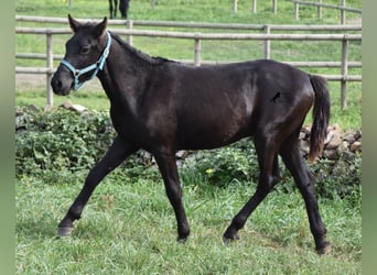 Menorquín, Semental, 2 años, 142 cm, Negro