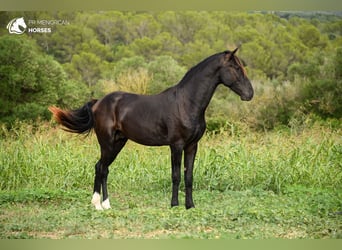 Menorquín, Semental, 2 años, 152 cm, Negro