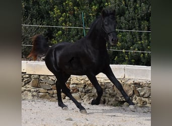 Menorquín, Semental, 2 años, 152 cm, Negro