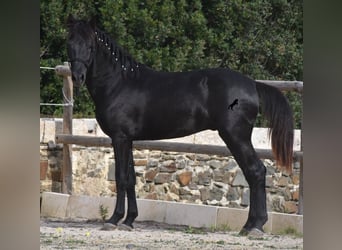 Menorquín, Semental, 2 años, 152 cm, Negro