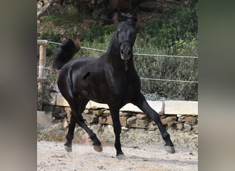 Menorquín, Semental, 2 años, 152 cm, Negro